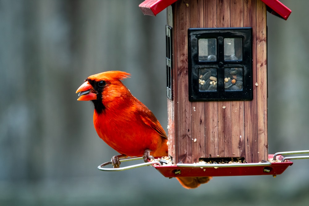 a red bird perched on a bird feeder