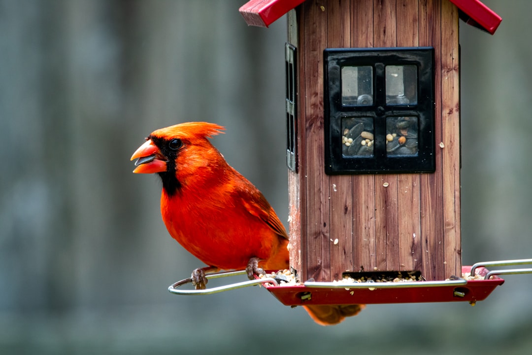 a red bird perched on a bird feeder, A male cardinal getting a bite to eat from the feeder.