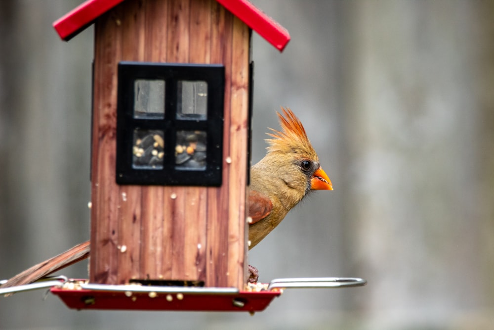 brown bird on brown wooden bird house