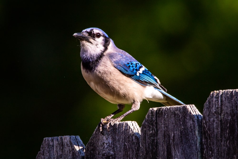 blue and white bird on brown wooden fence