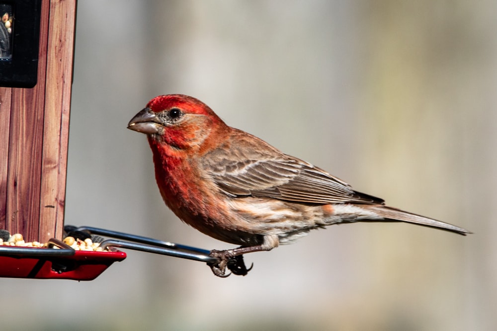 red and brown bird on black metal bar