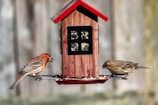 A wooden bird feeder with a red roof holds seeds, attracting two small birds. One bird has red and brown plumage, while the other has a more muted brown color. They are perched on either side of the feeder, with a blurred natural background.