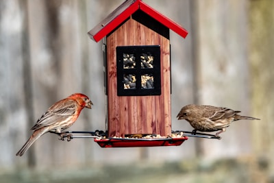 A wooden bird feeder with a red roof holds seeds, attracting two small birds. One bird has red and brown plumage, while the other has a more muted brown color. They are perched on either side of the feeder, with a blurred natural background.