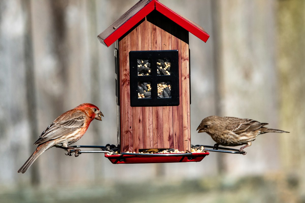 Mangeoire à oiseaux connectée : le gadget maison le plus inattendu de la rentrée