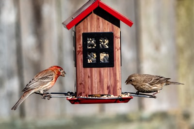 brown bird on red wooden bird house