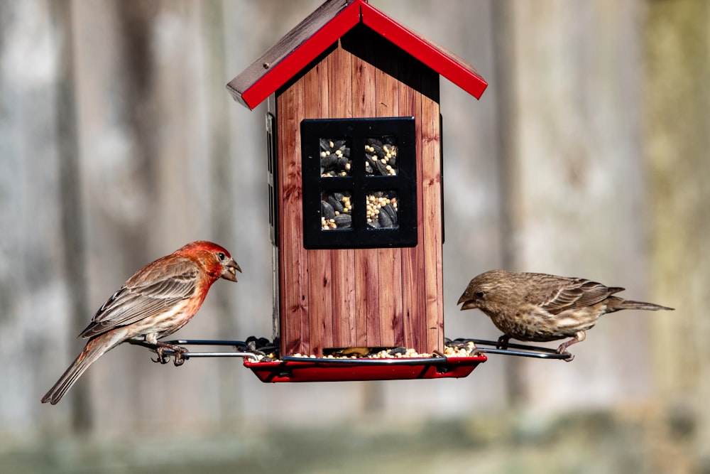 Brauner Vogel auf rotem Holzvogelhaus