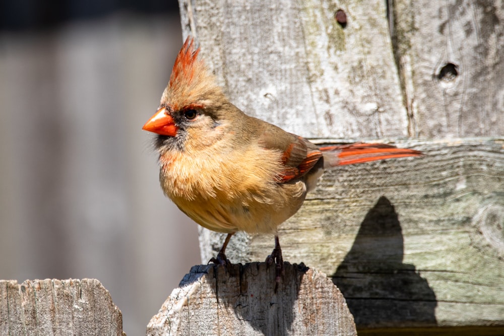 brown and red bird on brown wooden fence