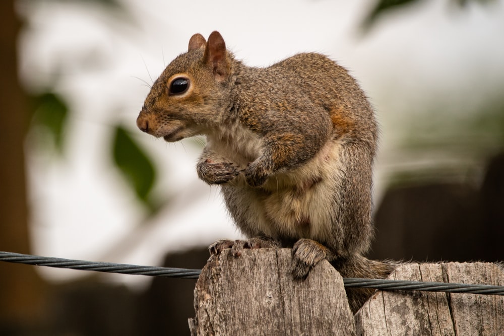 brown squirrel on brown wooden tree trunk