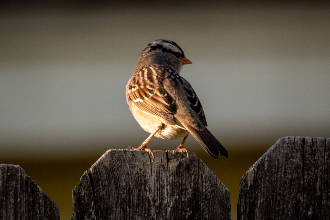 brown and white bird on brown wooden fence, A white-crowned sparrow perched on the fence in my backyard.