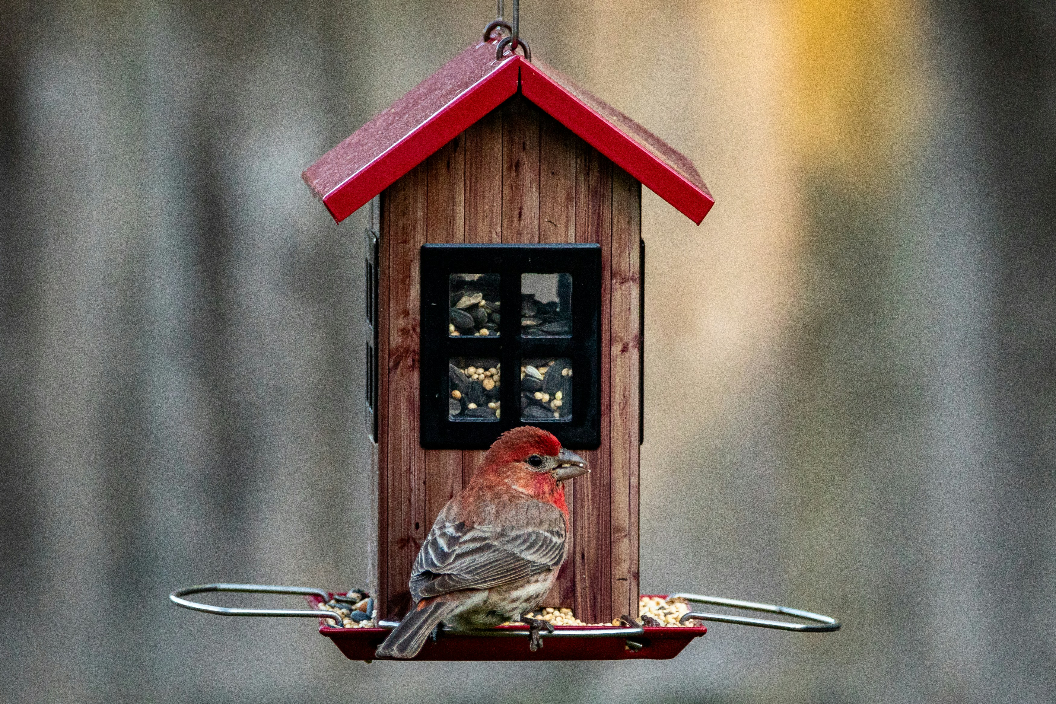 How to Build Houses for Finch and Cardinal Birds? - BirdBaron