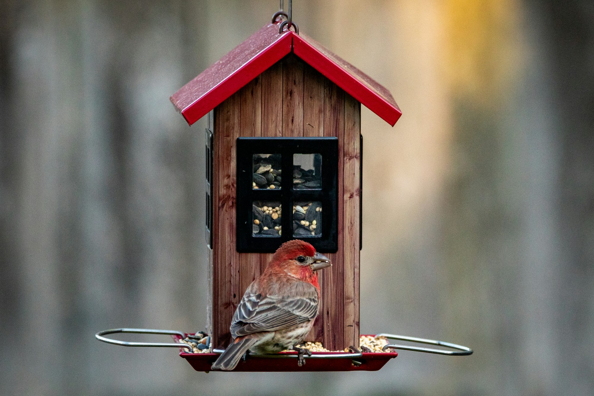 A male house finch gets a bite to eat from the feeder.