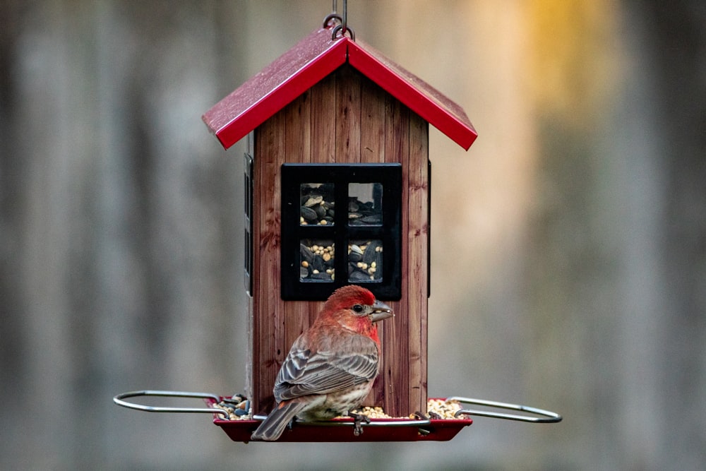 brown and white bird on red bird house