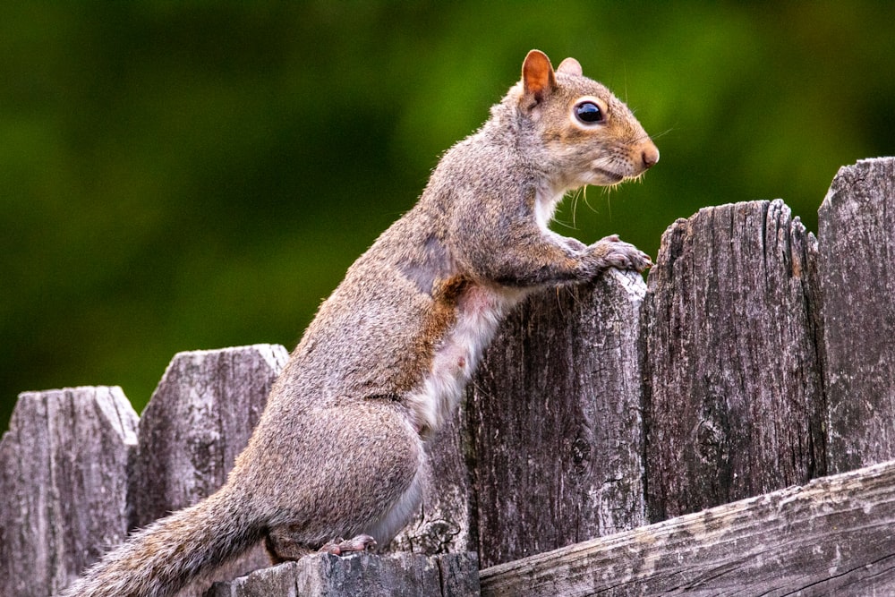 Braunes Eichhörnchen tagsüber auf braunem Holzzaun