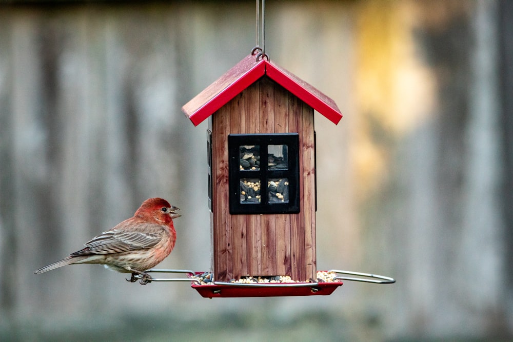 red and brown bird on red wooden bird house