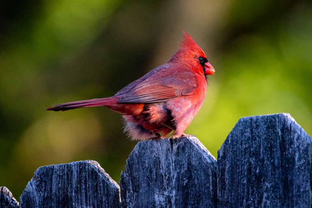red and black bird on brown wooden fence