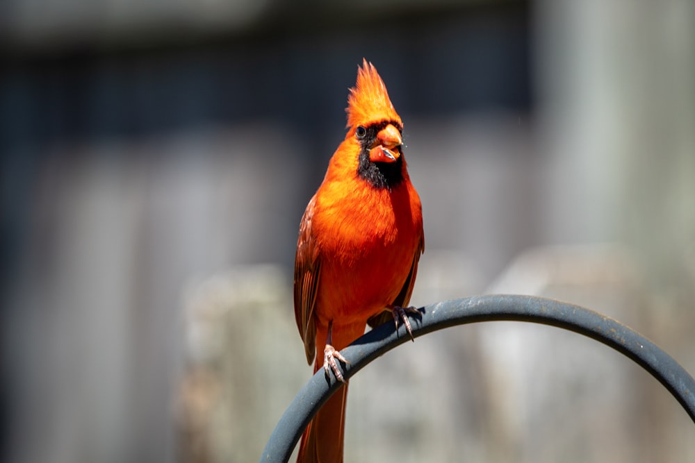 red and yellow bird on black metal fence during daytime