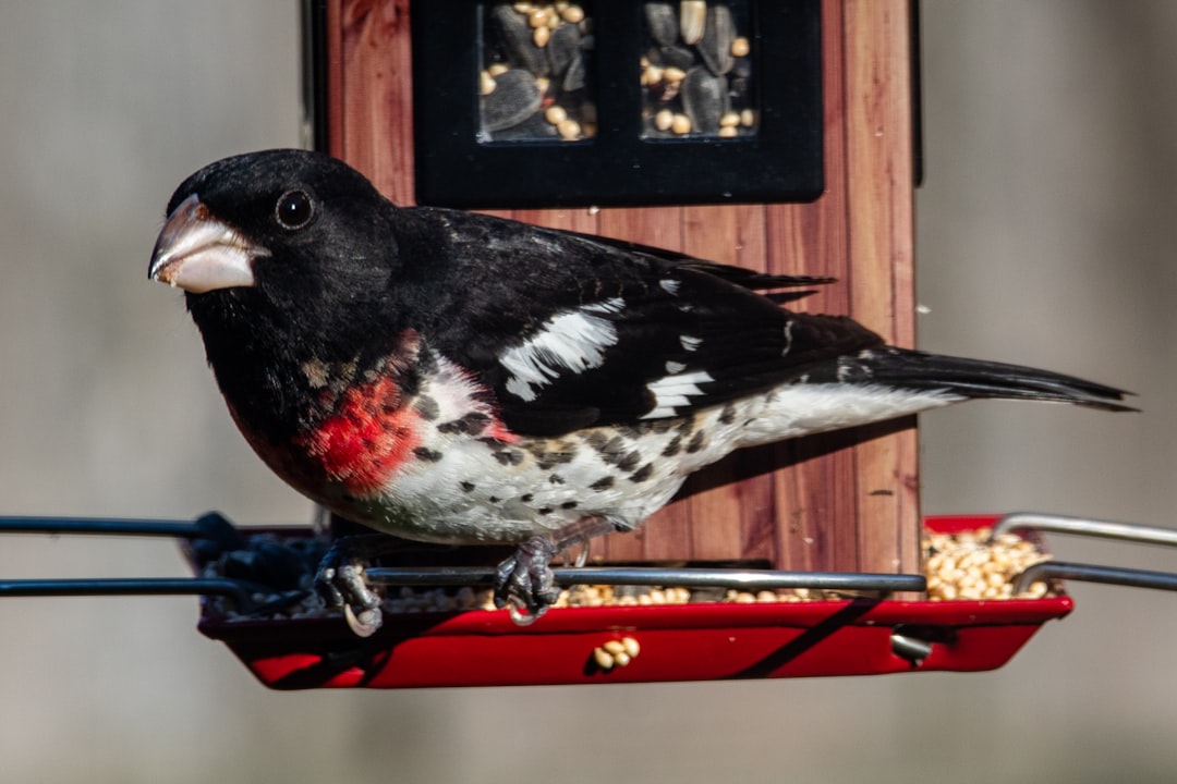 a bird is sitting on a bird feeder, A male rose-breasted grosbeak perched on the feeder.