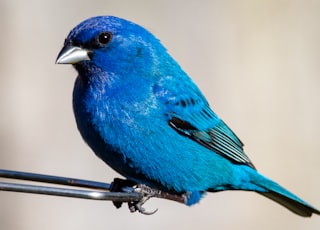 blue bird on brown tree branch