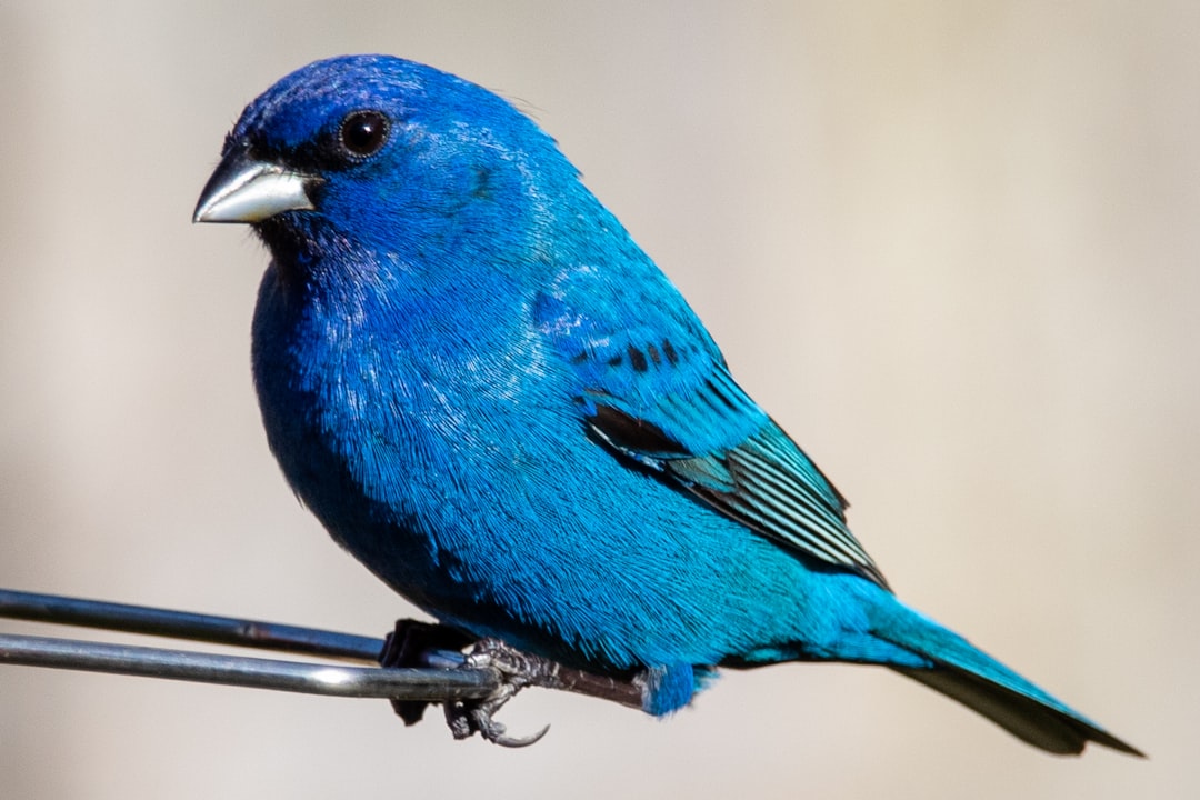 blue bird on brown tree branch, A male indigo bunting perched on the feeder.