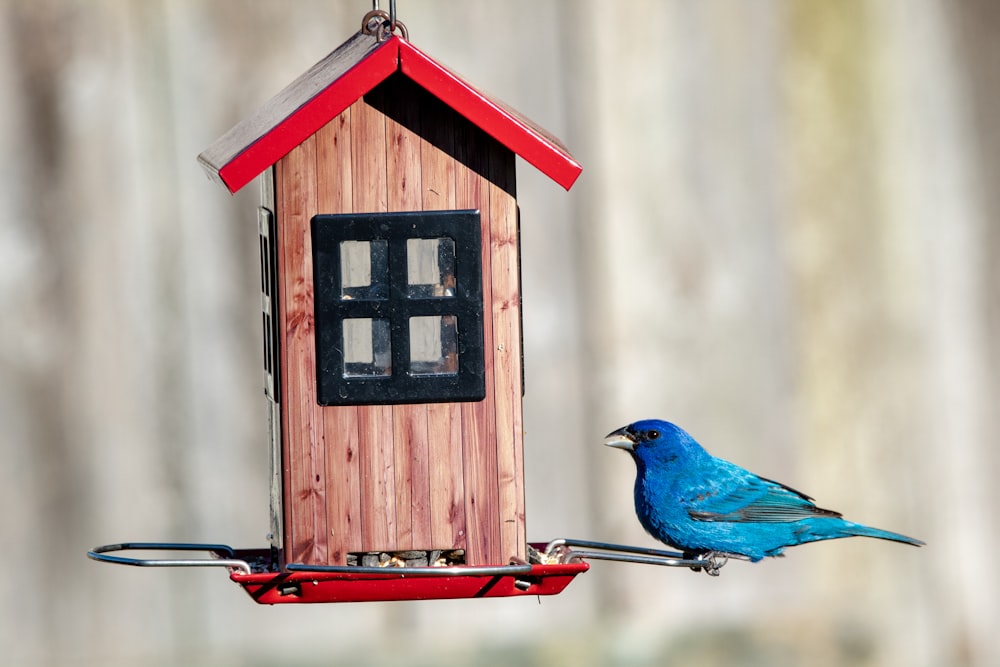 blue bird on brown wooden house