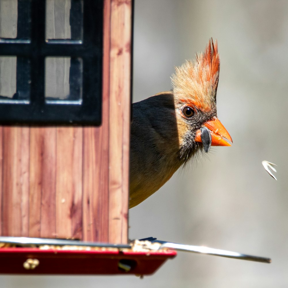 Brauner und schwarzer Vogel auf rotem Holzfenster