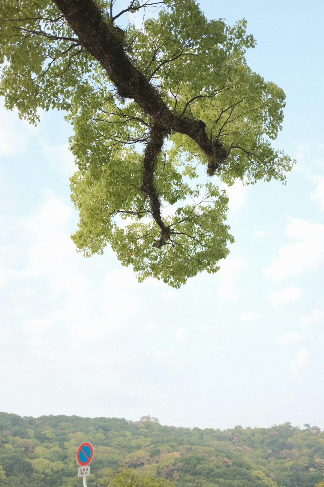 green tree under white sky during daytime