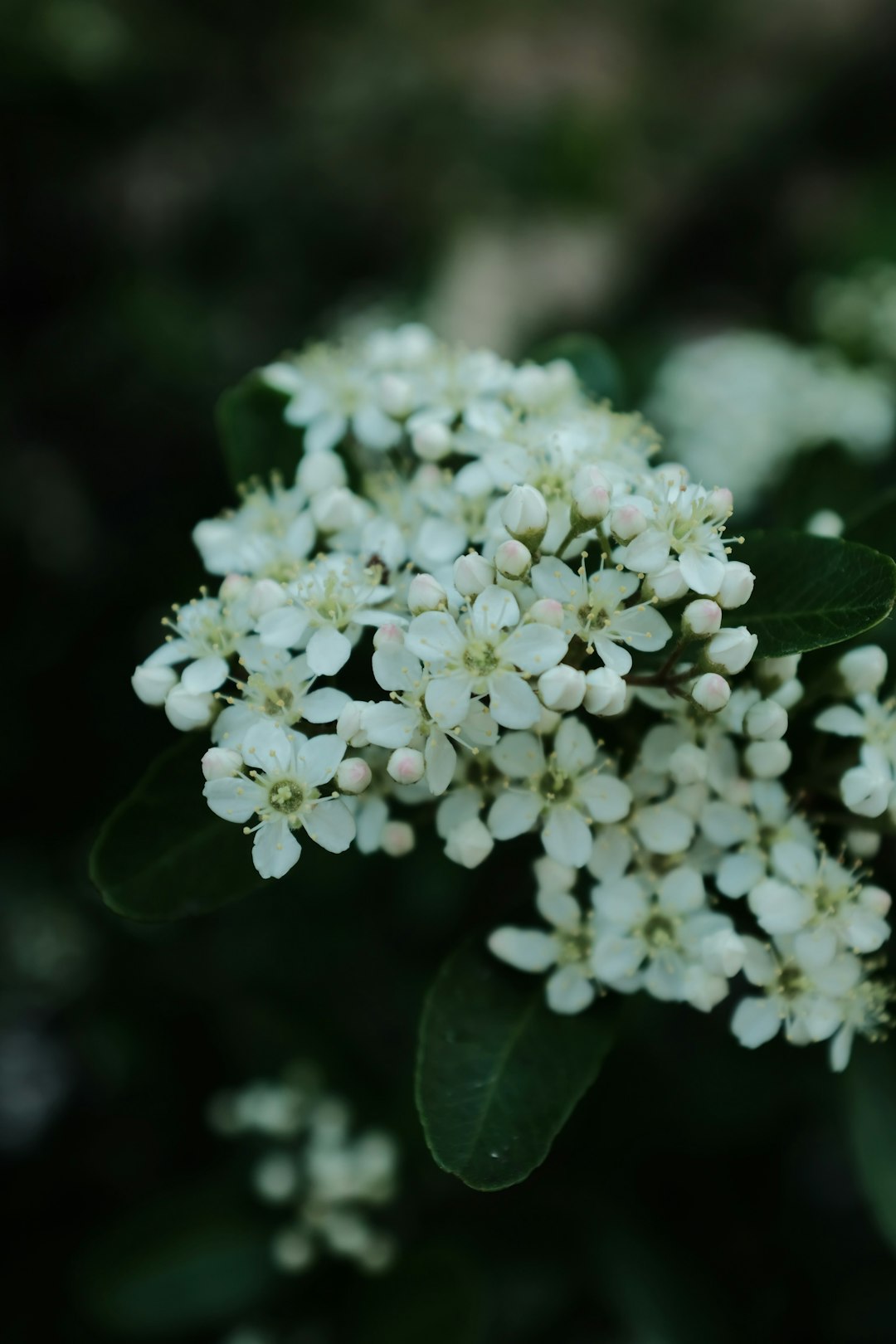 white flowers with green leaves