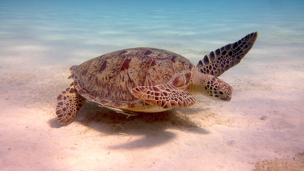 brown and black turtle on white sand
