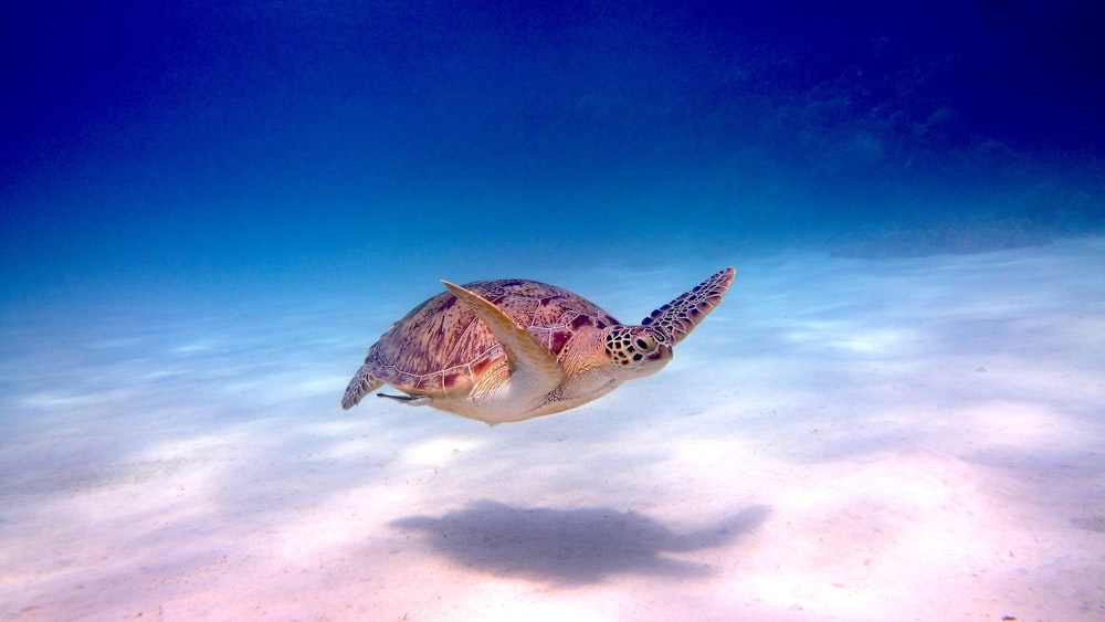 brown and white sea turtle under water