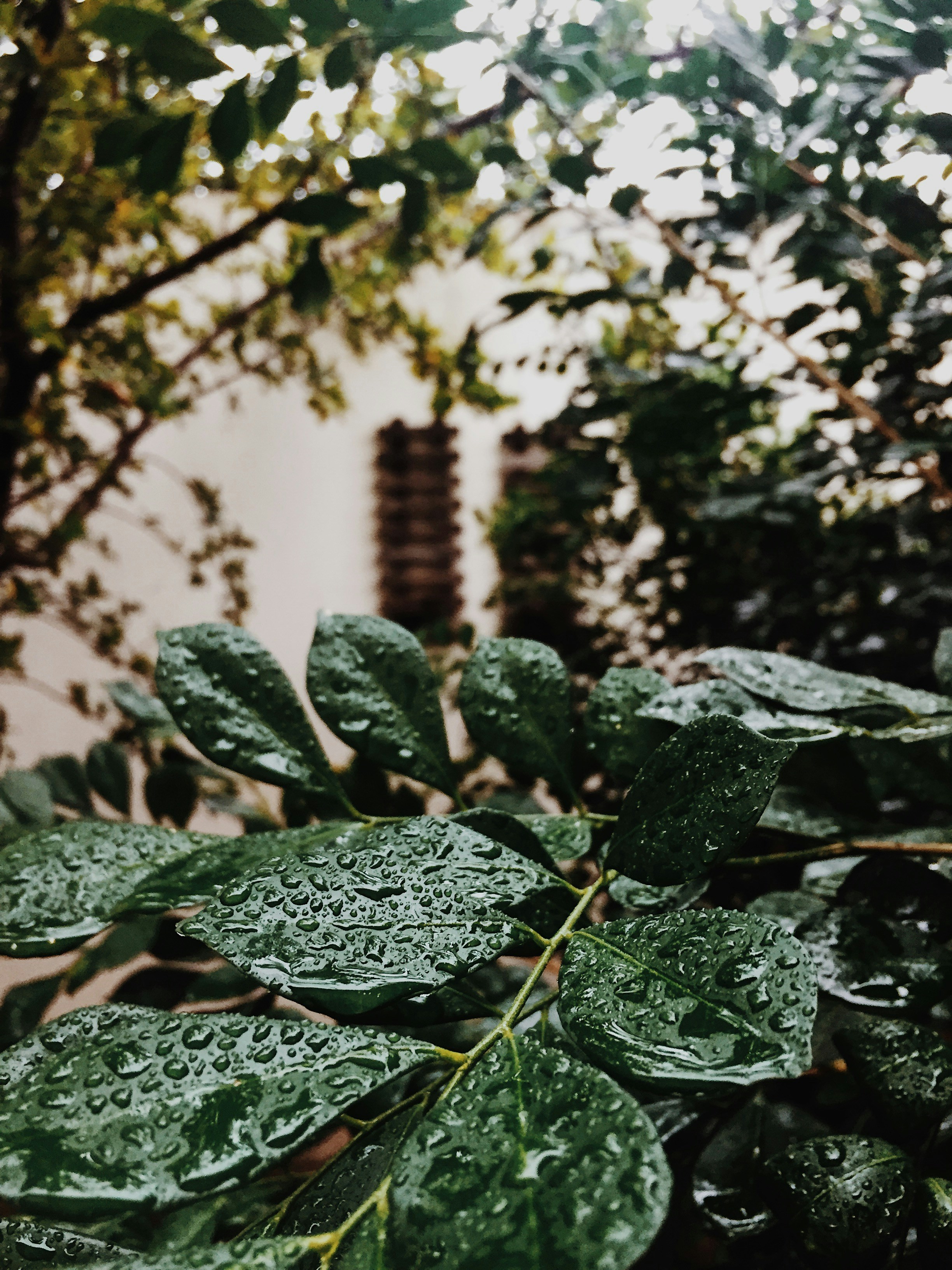 green leaves on brown tree branch during daytime