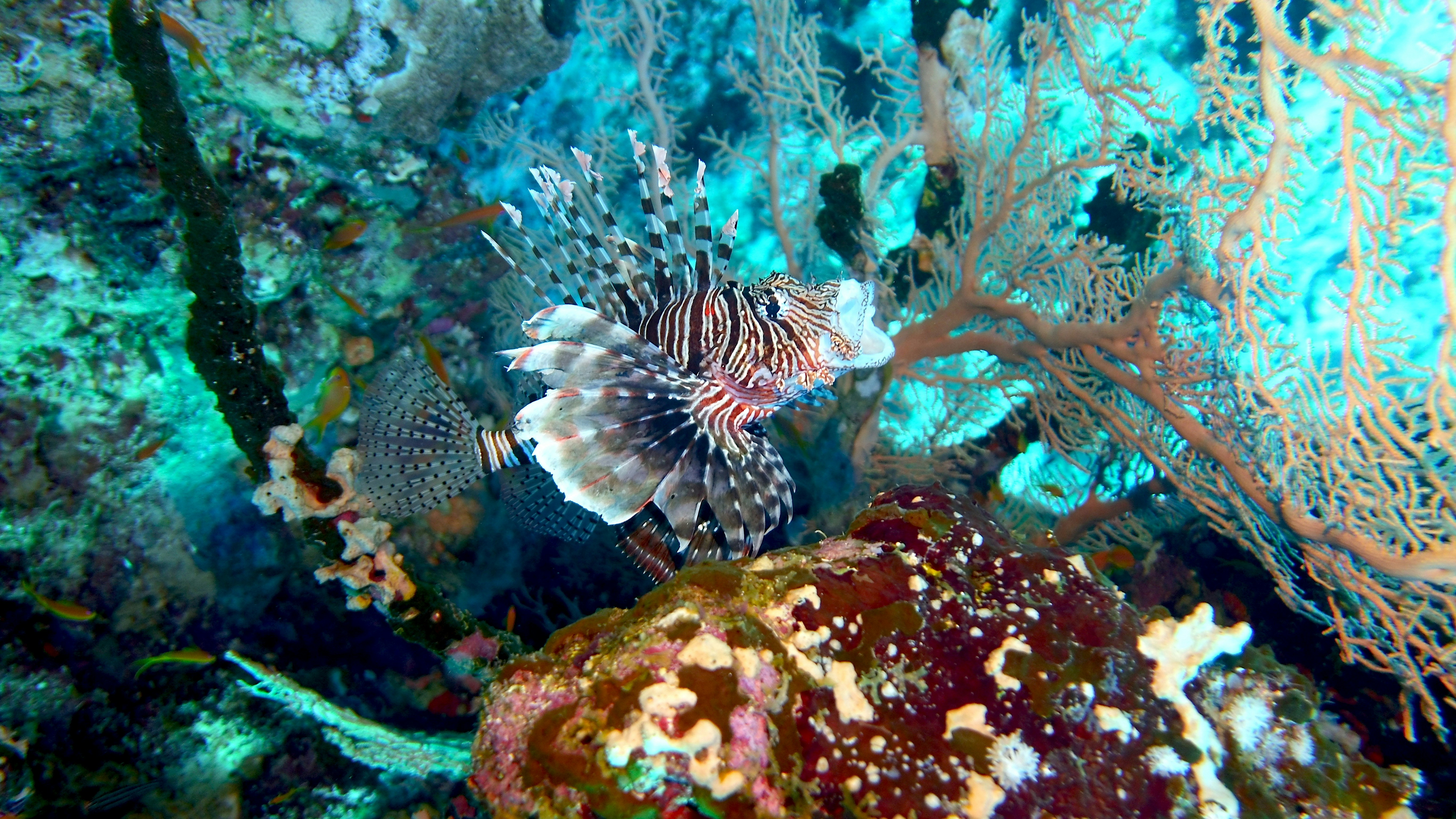 Ikan coklat dan putih dalam tangki ikan