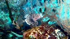 brown and white fish in fish tank