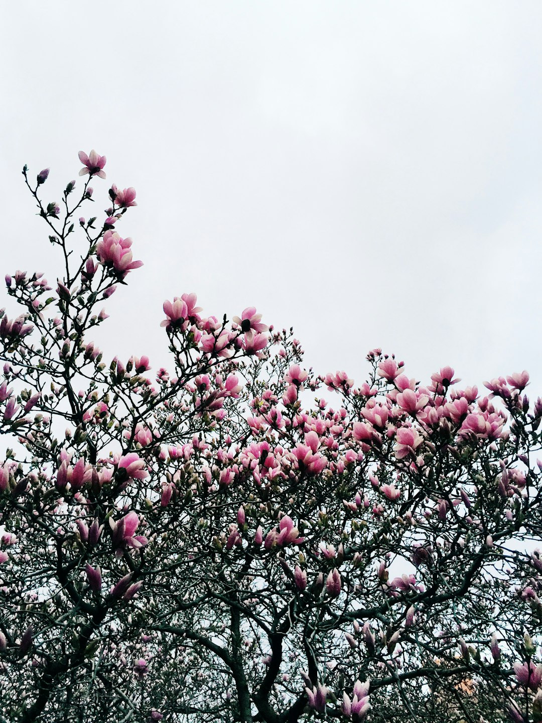 red round fruits on tree during daytime