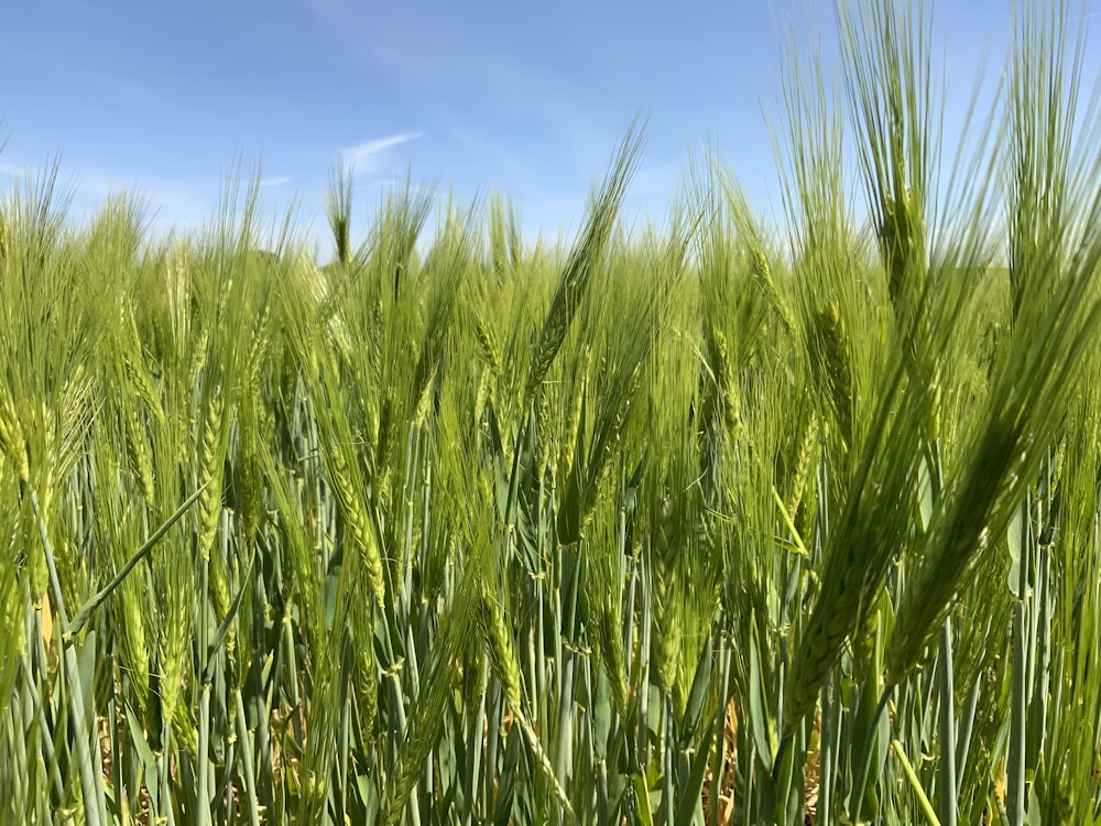 green grass field under blue sky during daytime