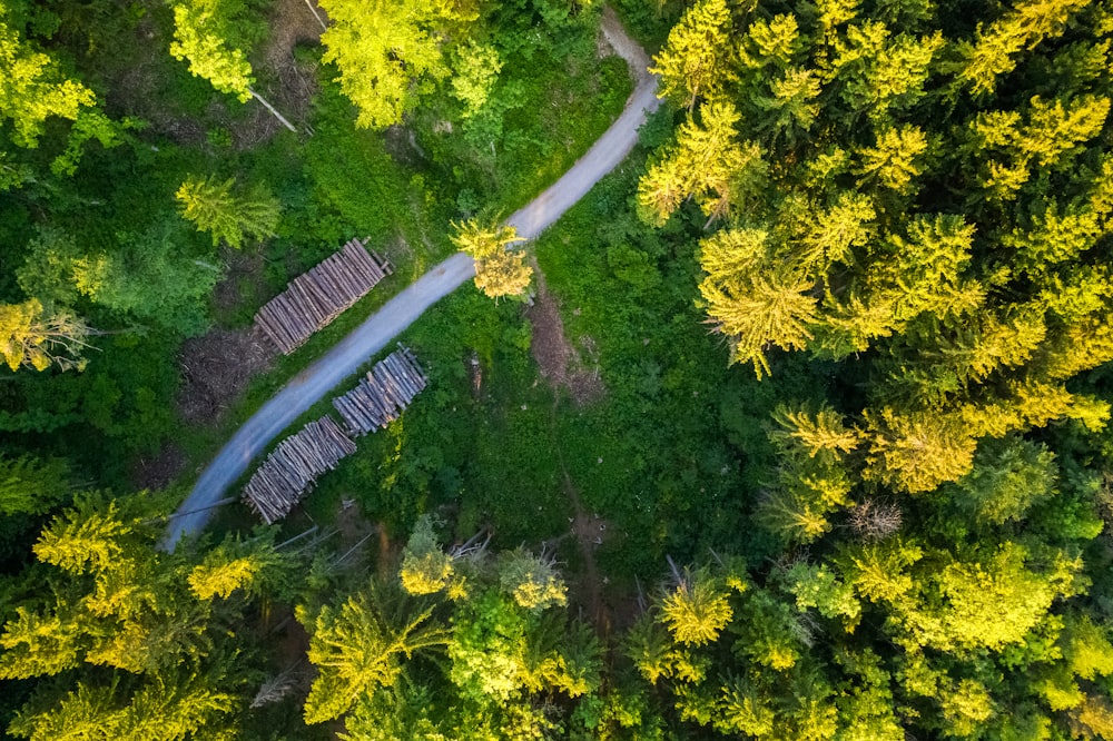 aerial view of green trees