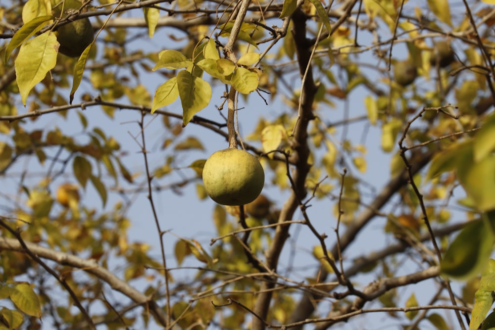 green round fruit on brown tree branch during daytime