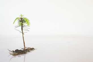 green palm tree on brown rock in the middle of the sea