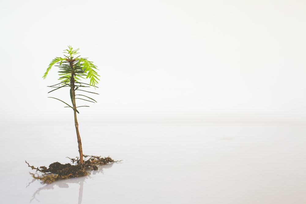 green palm tree on brown rock in the middle of the sea