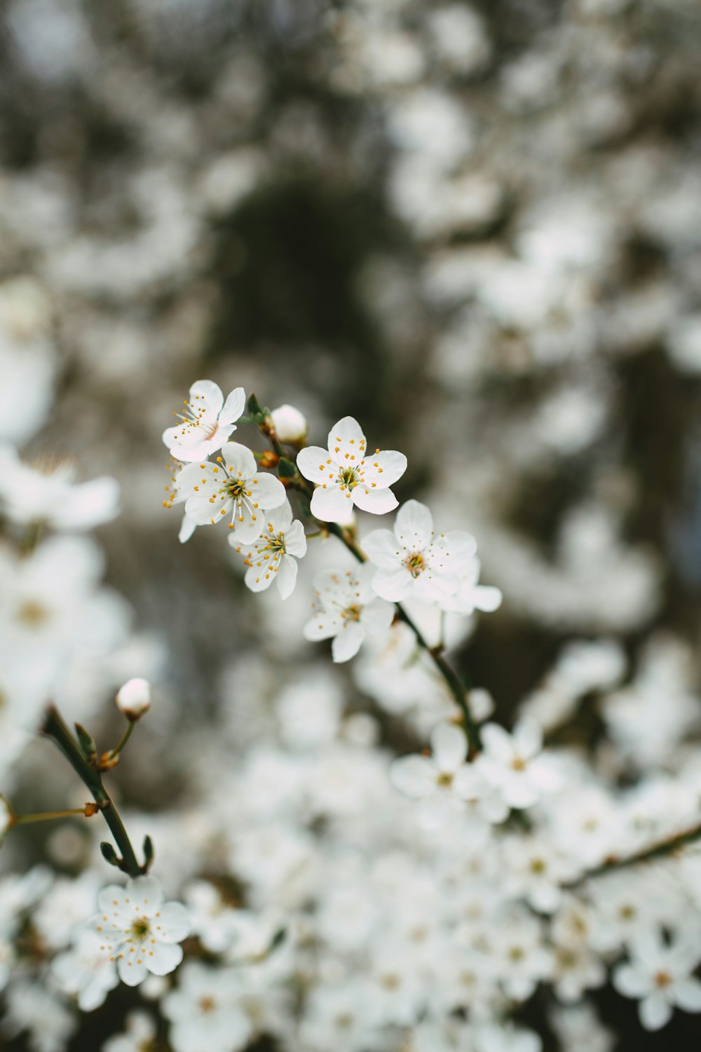 white cherry blossom in close up photography