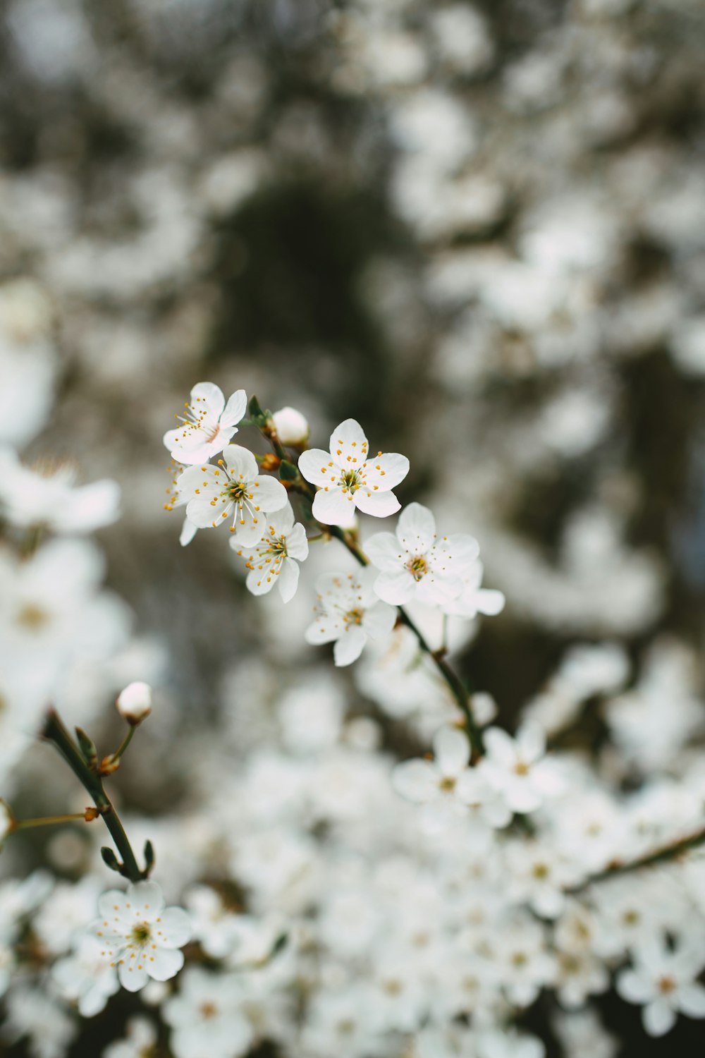 クローズアップ写真の白い桜