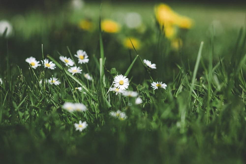 white and yellow flowers in tilt shift lens