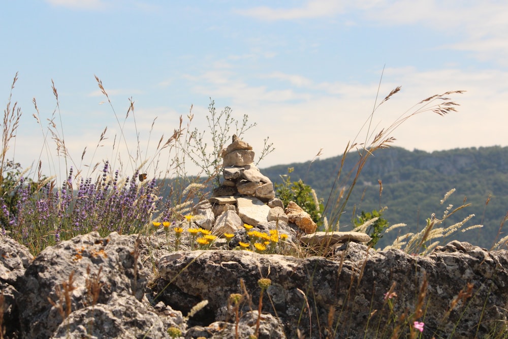 person sitting on rock near green grass during daytime