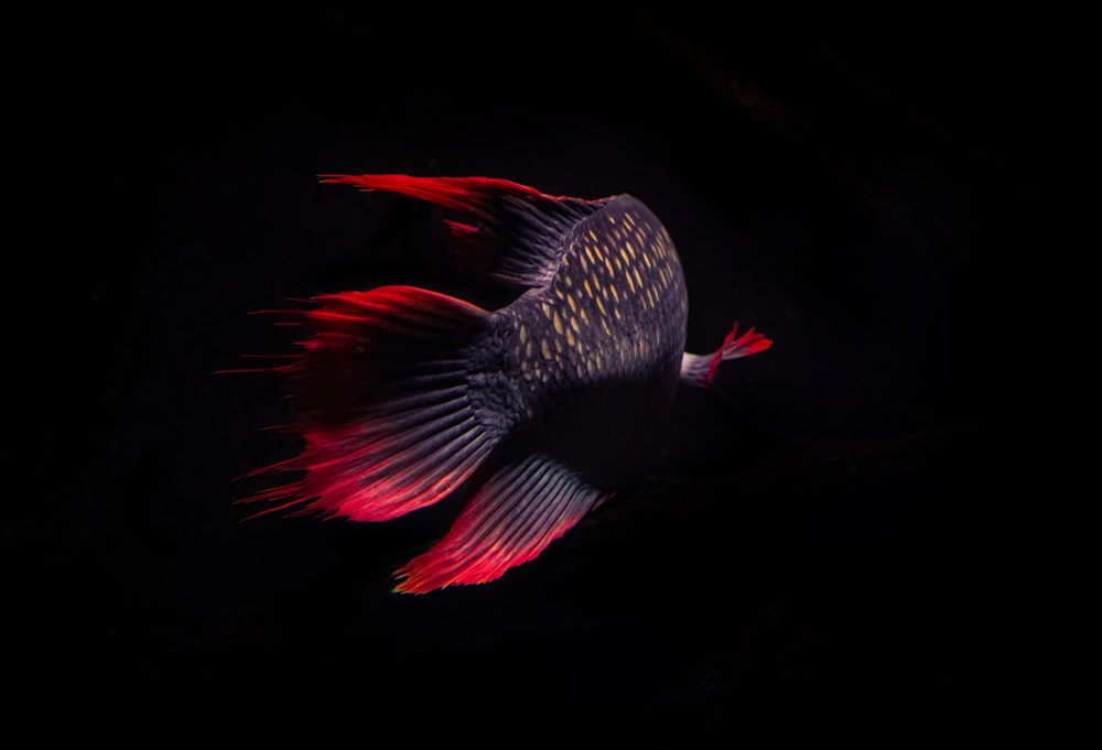 red and black bird with wings