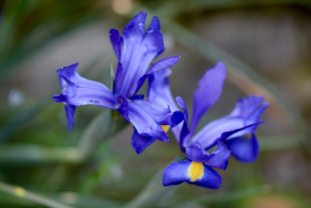 purple flower in tilt shift lens