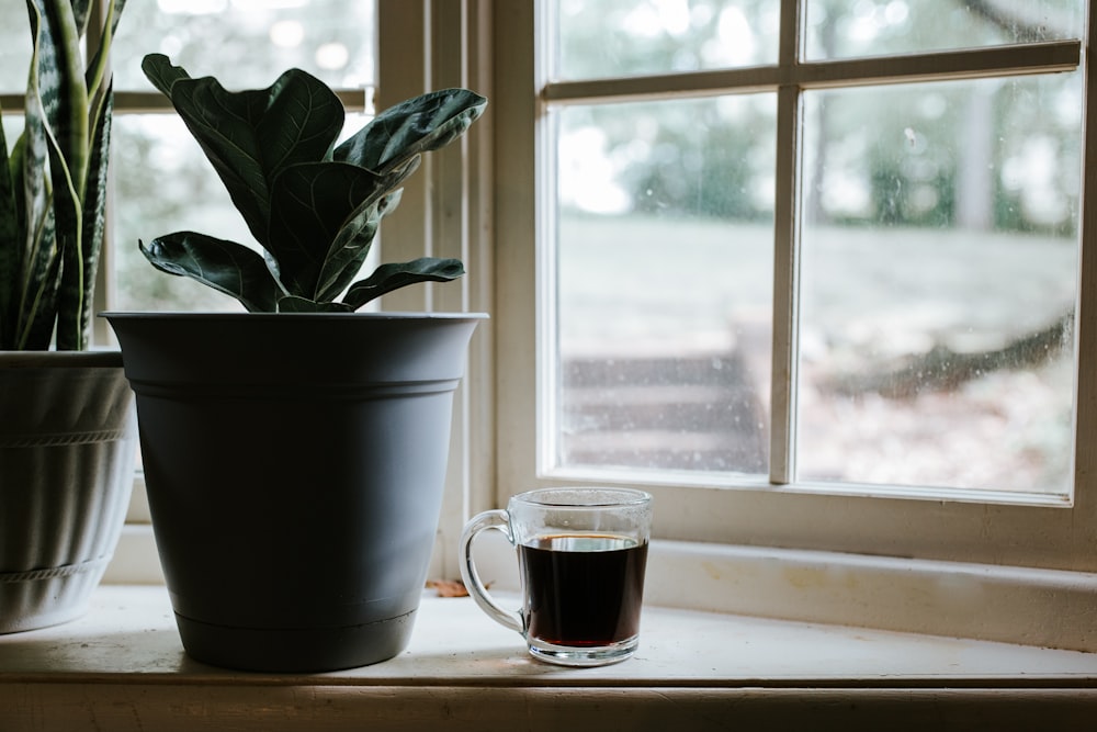 Plante verte dans une tasse en céramique blanche à côté de la fenêtre