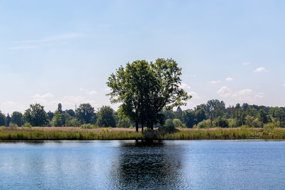 green trees beside river under white clouds during daytime