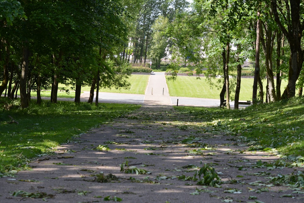 Grünes Grasfeld mit Bäumen