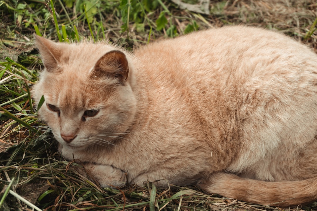 orange tabby cat on green grass