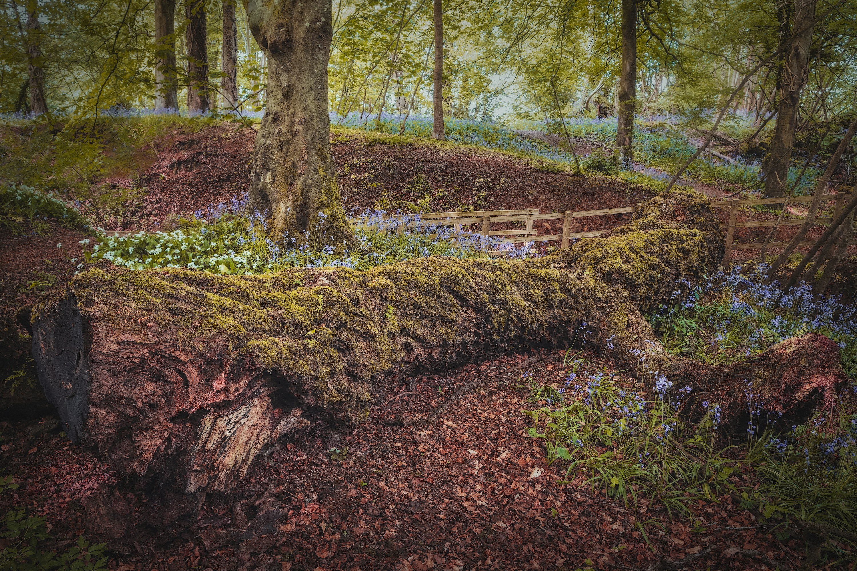 brown tree trunk on brown soil