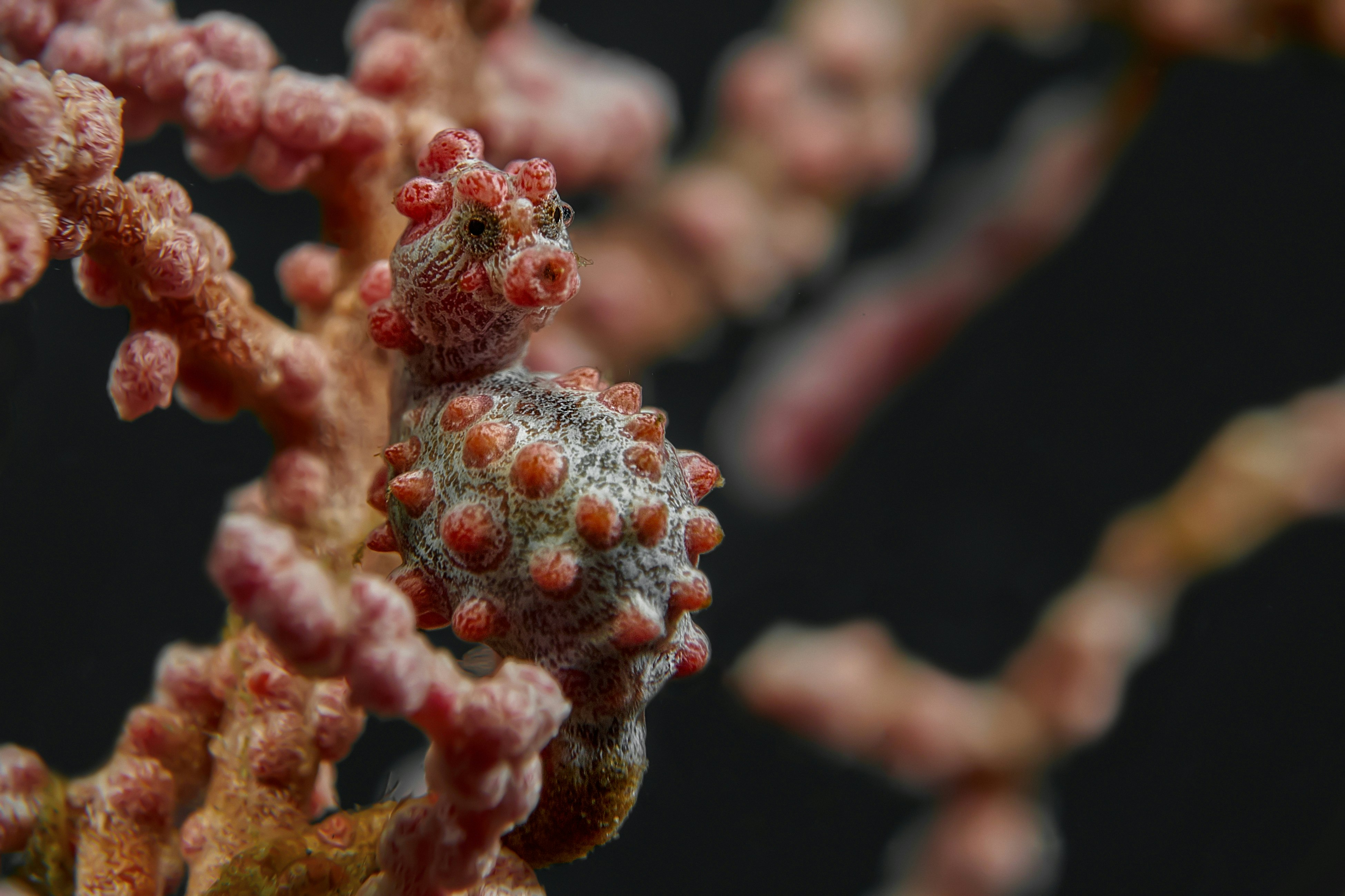 red and white flower buds